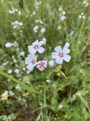 Leptosiphon montanus