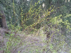 Berberis sphaerocarpa