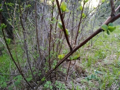 Berberis sphaerocarpa