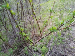 Berberis sphaerocarpa