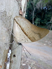 Archaeoprepona amphimachus