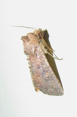 Condicini