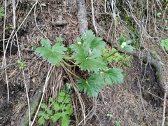 Anemonastrum protractum