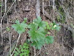 Anemonastrum protractum