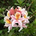 Rhododendron - Photo (c) Ian Gledhill,  זכויות יוצרים חלקיות (CC BY-NC), הועלה על ידי Ian Gledhill