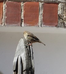 Passer domesticus