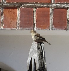 Passer domesticus