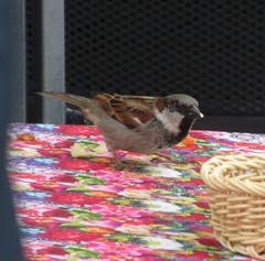 Passer domesticus