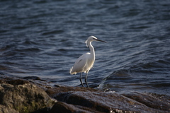 Egretta garzetta