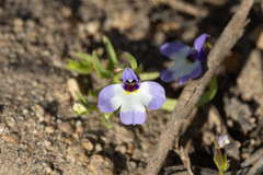 Downingia montana