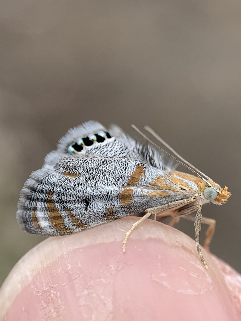 Peppery Dicymolomia