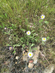 Erigeron corymbosus