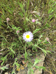 Erigeron corymbosus