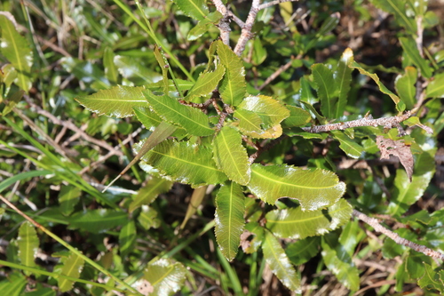 Ochna serrulata