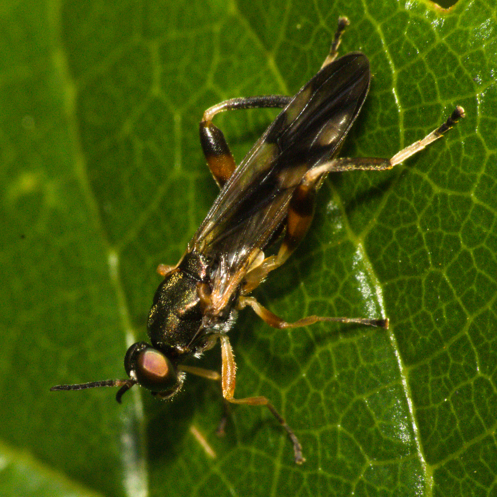 Neoberis brasiliana