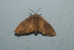 Phiditiidae