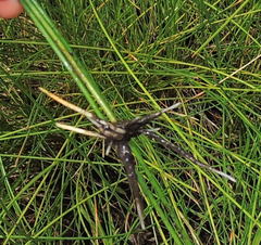 Eleocharis rostellata