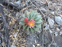 Ferocactus echidne