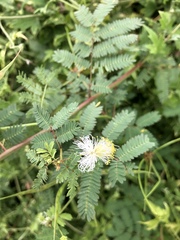 Desmanthus bicornutus