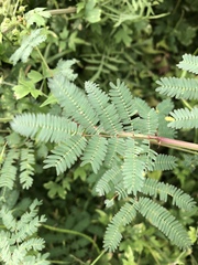 Desmanthus bicornutus