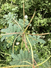 Desmanthus bicornutus
