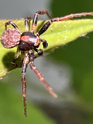 Eurasian Leaflitter Crab Spider photo 4