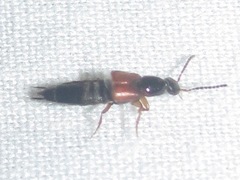 Philonthus rufulus