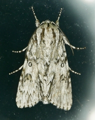 Acronicta longa