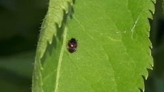 Nephus quadrimaculatus