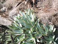 Agave mitis