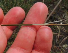 Eleocharis rostellata