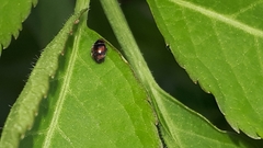 Nephus quadrimaculatus