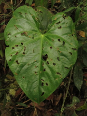 Anthurium nymphaeifolium