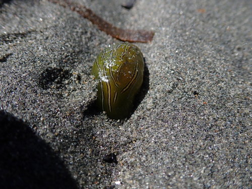 Phyllaplysia taylori