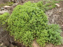 Stachys rigida rigida