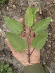 Stachys rigida rigida