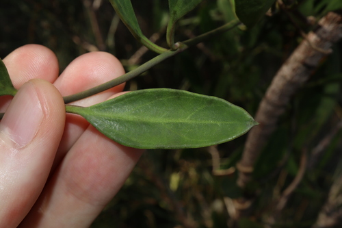Image of Vincetoxicum carnosum by (c) Thomas Mesaglio, some rights reserved (CC BY)