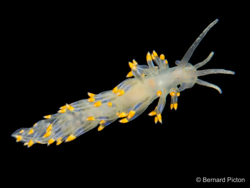 Trinchesia caerulea