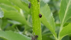 Nephus quadrimaculatus