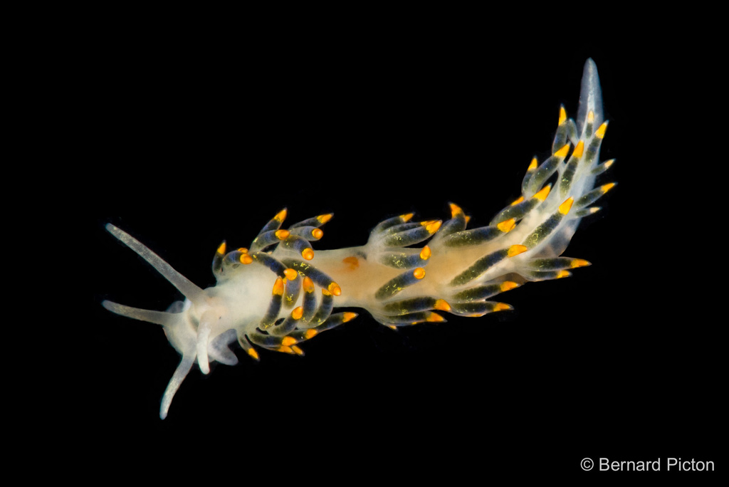 Trinchesia