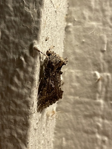 Cabbage Looper Moth photo 6