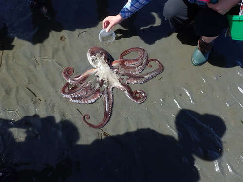 Enteroctopus dofleini