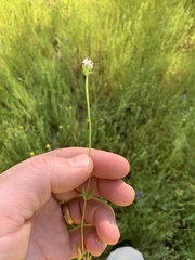 Plectritis ciliosa