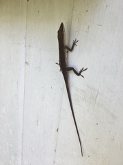 Anolis carolinensis