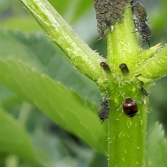 Nephus quadrimaculatus