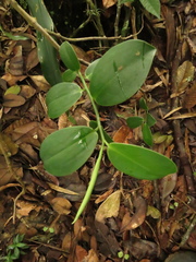 Marcgraviaceae