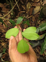 Marcgraviaceae
