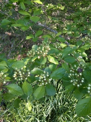 Crataegus punctata