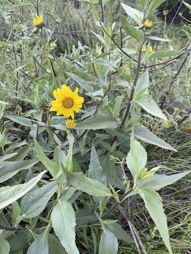 Slender Sunflower