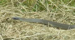 Coluber constrictor latrunculus